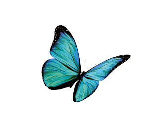 Turquoise butterfly, isolated on white background