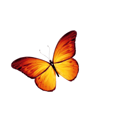 Orange butterfly, isolated on white background