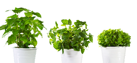 set of potted green plants isolated on white background