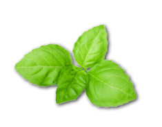 basil isolated