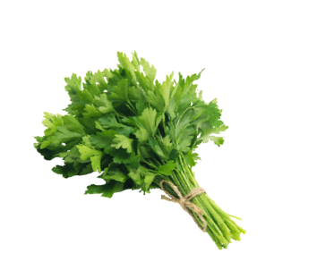 Fresh parsley on white background